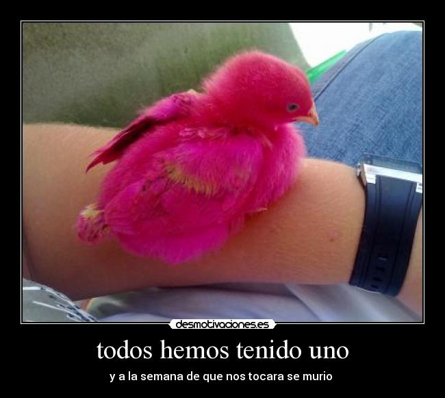 todos hemos tenido uno - y a la semana de que nos tocara se murio