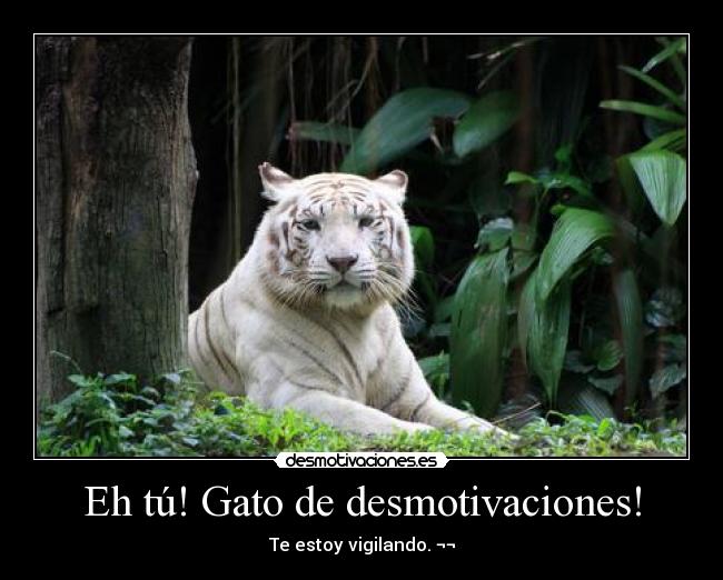Eh tú! Gato de desmotivaciones! - Te estoy vigilando. ¬¬