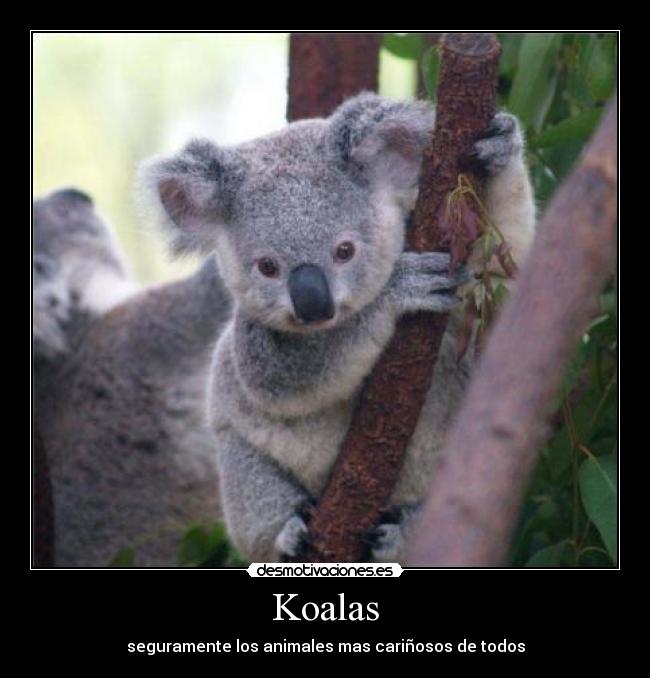 Koalas -
