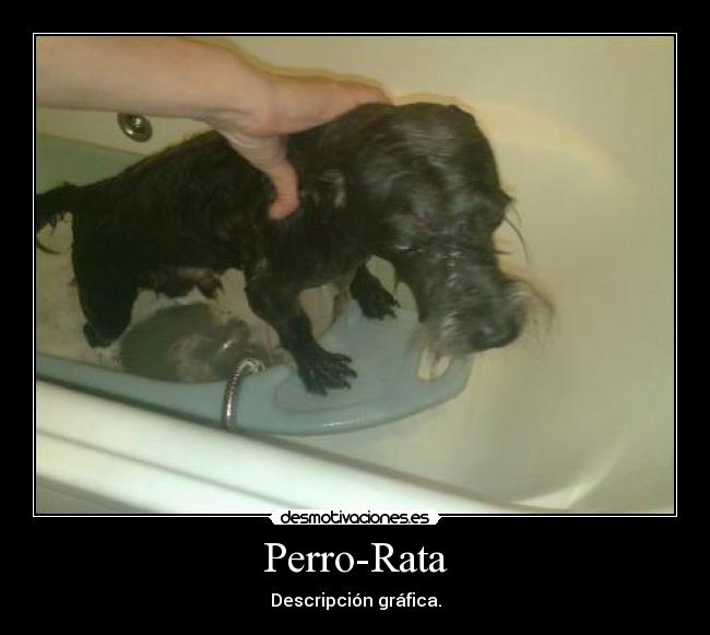 Perro-Rata - Descripción gráfica.