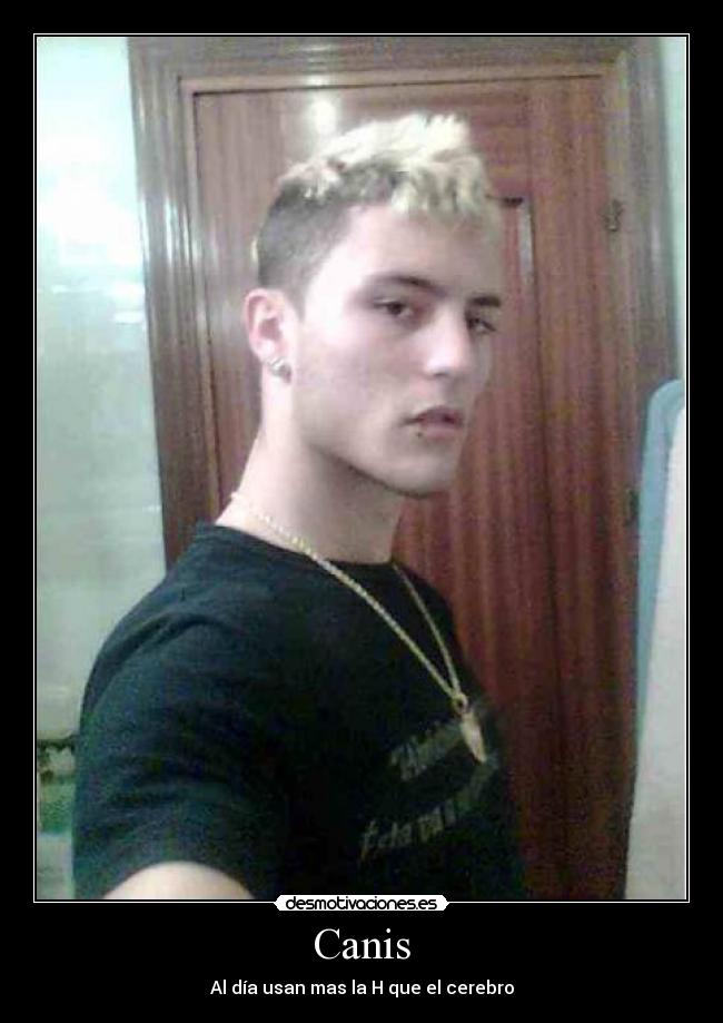 Canis - Al día usan mas la H que el cerebro