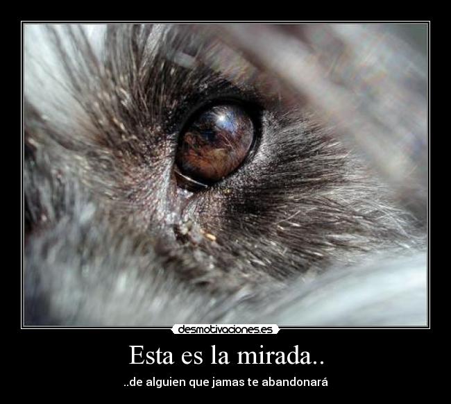 Esta es la mirada.. - ..de alguien que jamas te abandonará