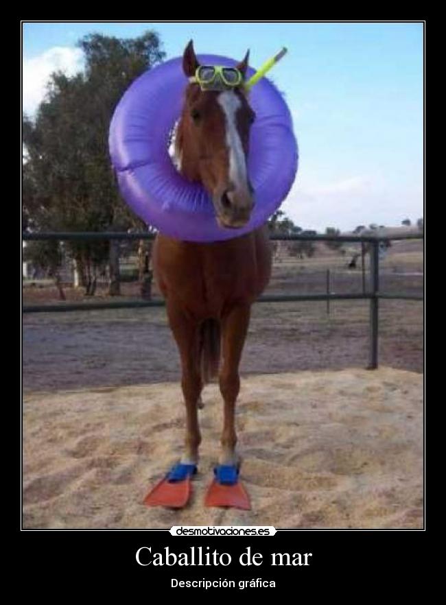 Caballito de mar - Descripción gráfica