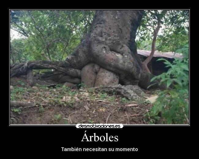 Árboles -