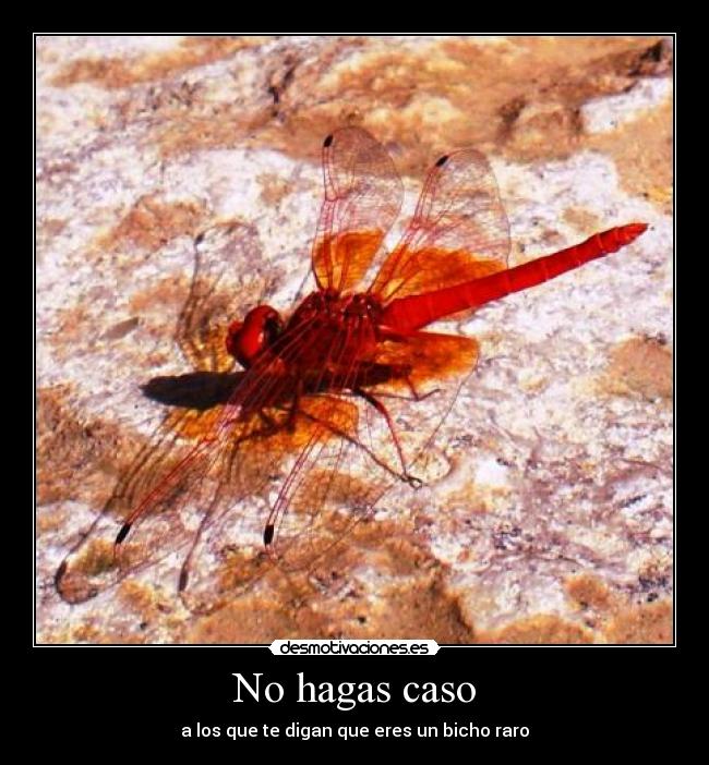 No hagas caso - a los que te digan que eres un bicho raro