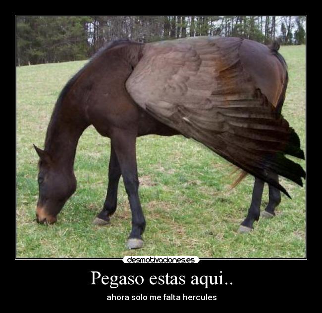 Pegaso estas aqui.. -