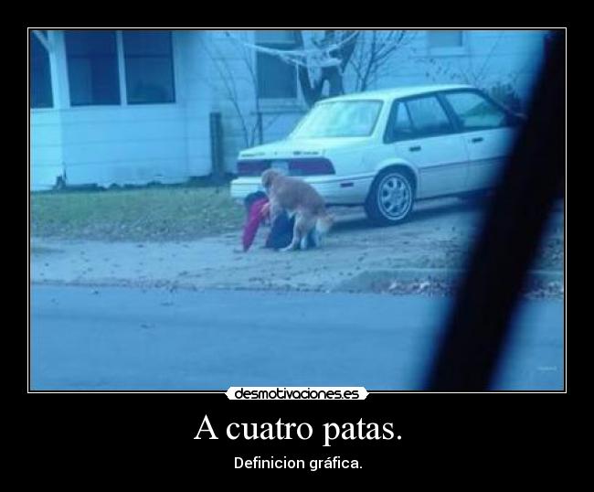 A cuatro patas. - 