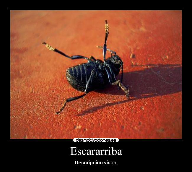 Escararriba - Descripción visual