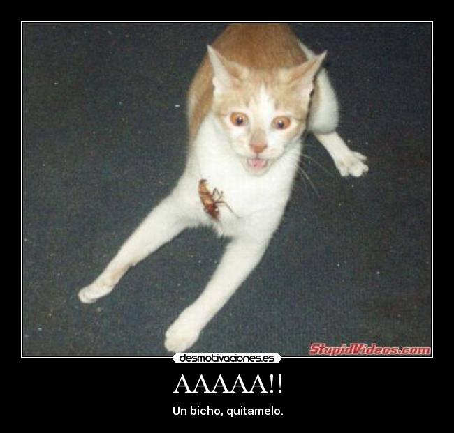 AAAAA!! - Un bicho, quitamelo.