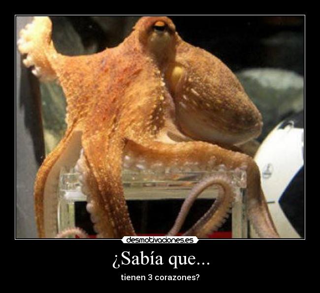 ¿Sabía que... - tienen 3 corazones?