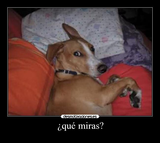 ¿qué miras? -