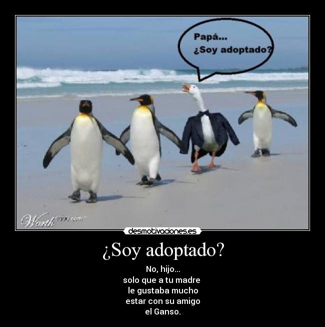 carteles adoptado desmotivaciones