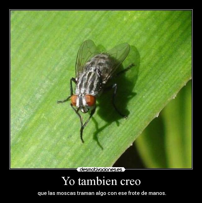 Yo tambien creo - que las moscas traman algo con ese frote de manos.