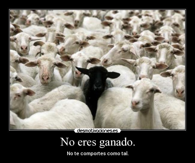 No eres ganado. - No te comportes como tal.