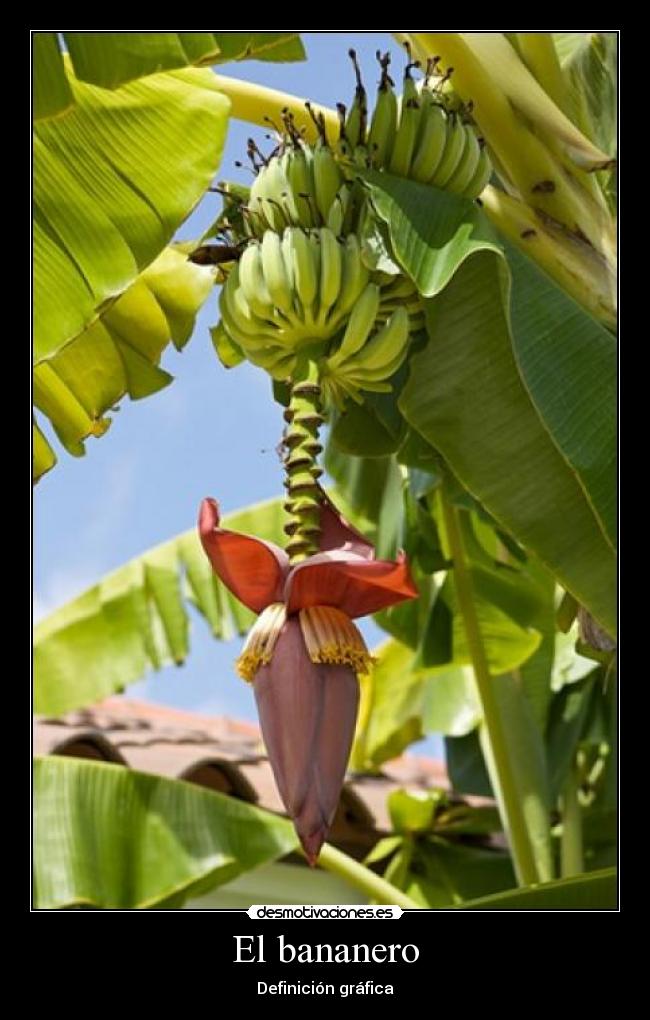 El bananero - Definición gráfica