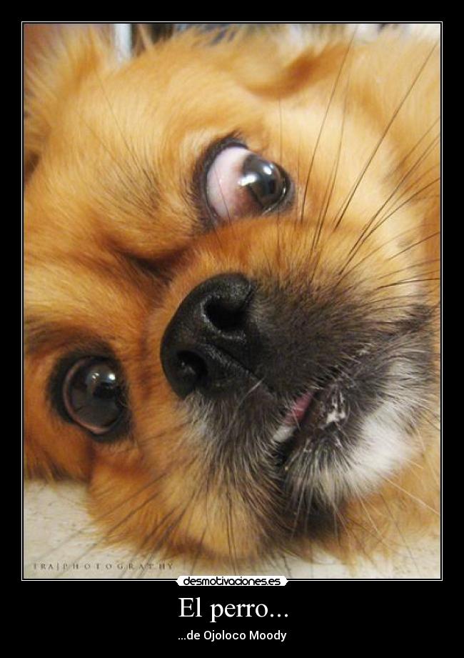 El perro... - ...de Ojoloco Moody