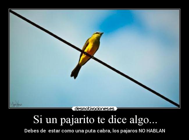 Si un pajarito te dice algo... - Debes de  estar como una puta cabra, los pajaros NO HABLAN