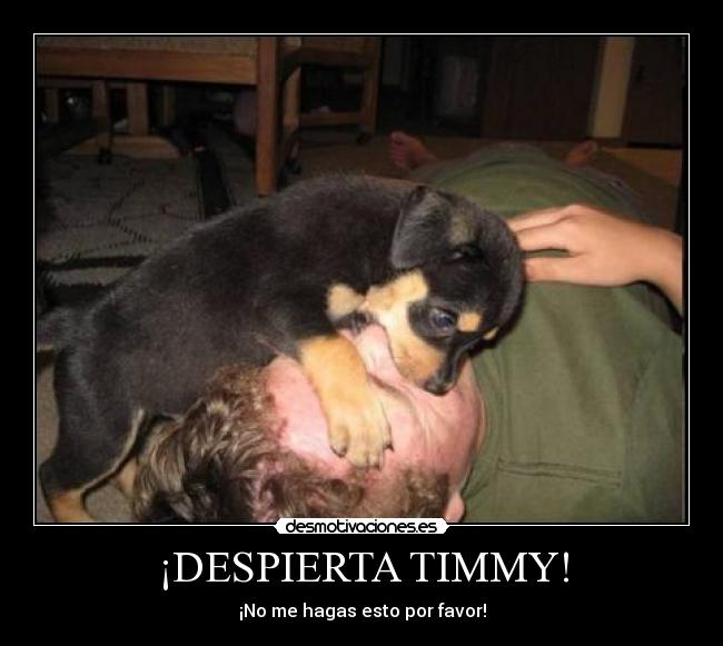 carteles perro timmy desmotivaciones