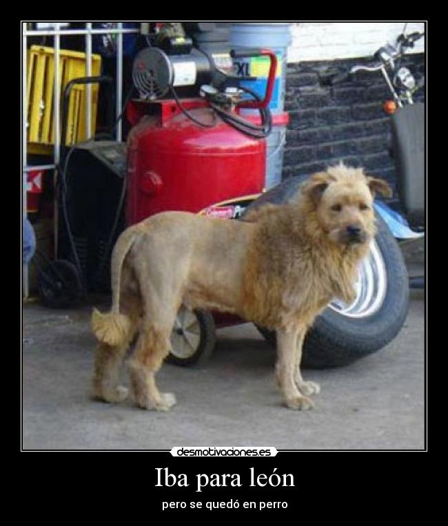 Iba para león -