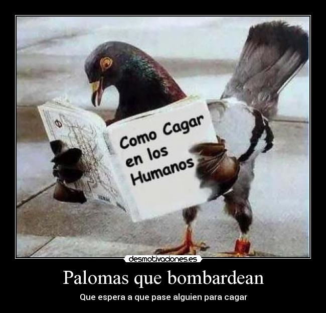 Palomas que bombardean -