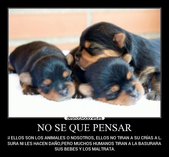NO SE QUE PENSAR - SI ELLOS SON LOS ANIMALES O NOSOTROS, ELLOS NO TIRAN A SU CRÍAS A LA
BASURA NI LES HACEN DAÑO,PERO MUCHOS HUMANOS TIRAN A LA BASURARAS A
SUS BEBES Y LOS MALTRATA.