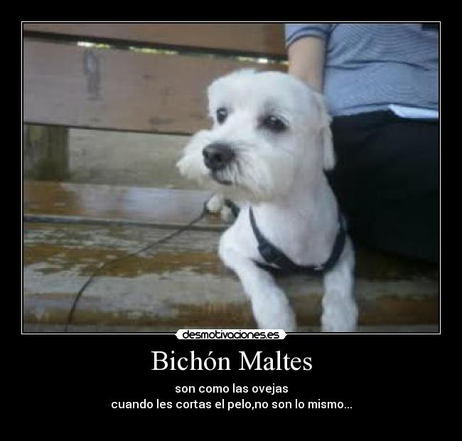 Bichón Maltes -