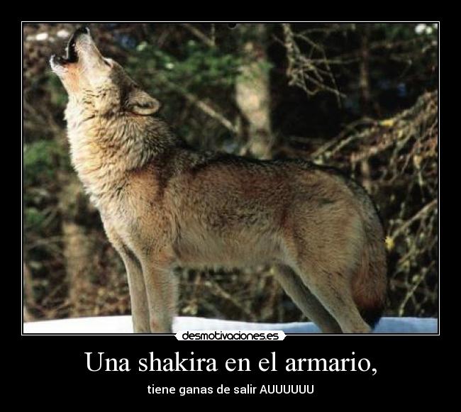 Una shakira en el armario, - 