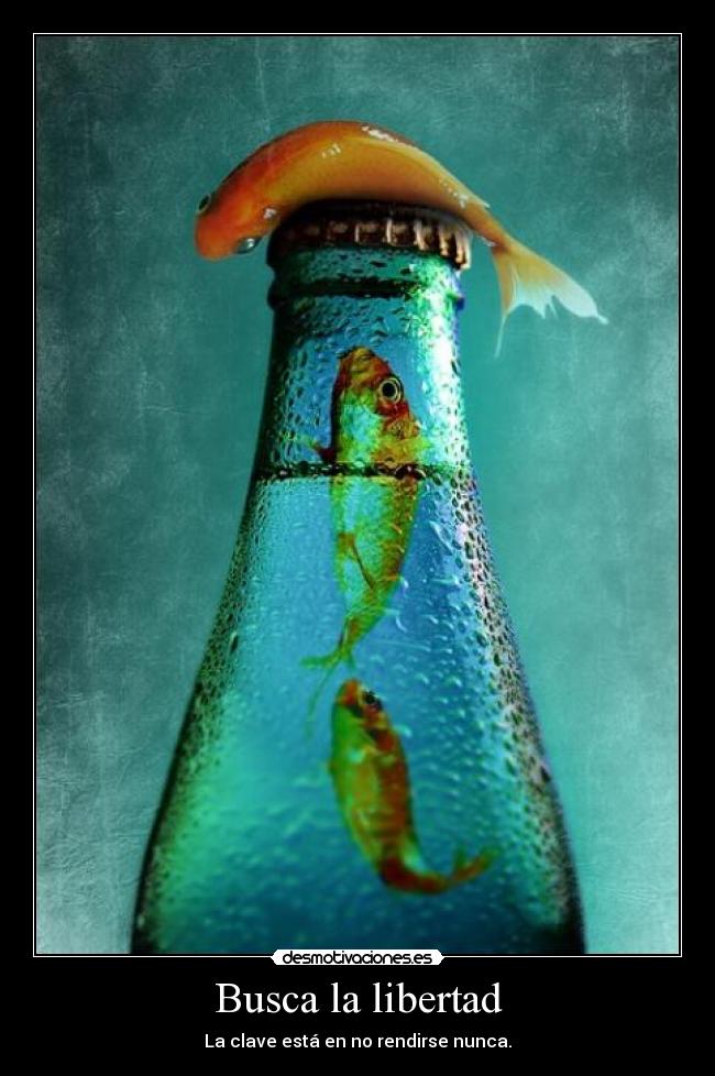 Busca la libertad - La clave está en no rendirse nunca.