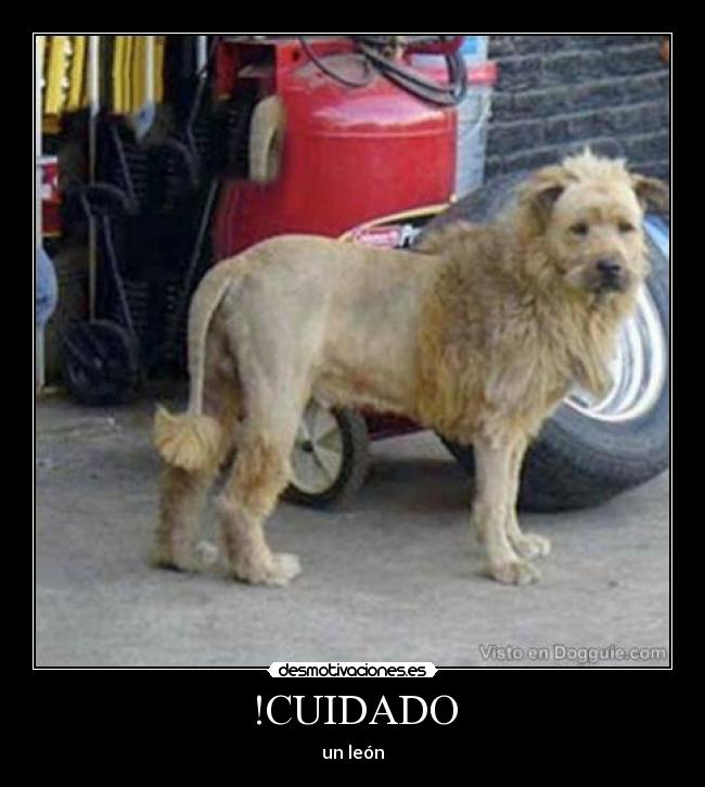 !CUIDADO - un león