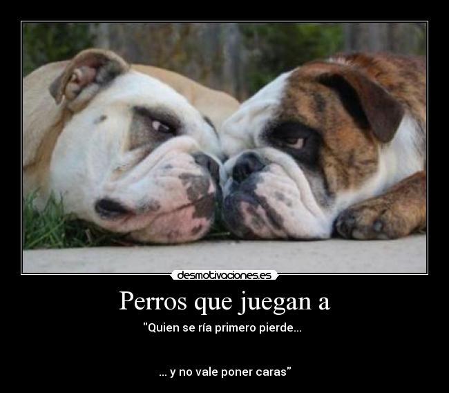 carteles perros desmotivaciones