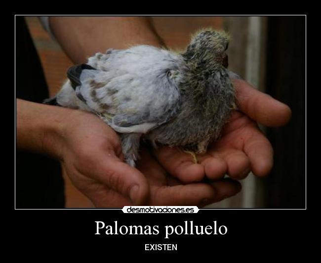 Palomas polluelo -