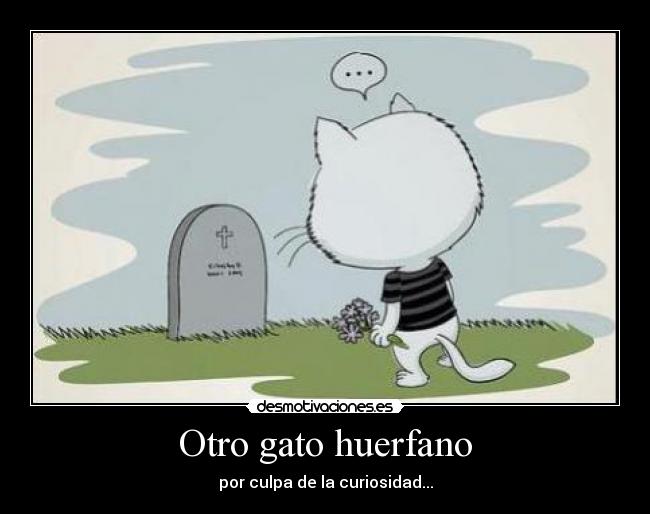 Otro gato huerfano - 