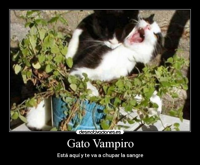 Gato Vampiro - Está aquí y te va a chupar la sangre