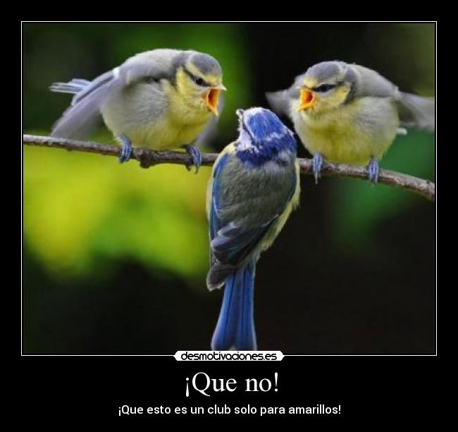 ¡Que no! - ¡Que esto es un club solo para amarillos!