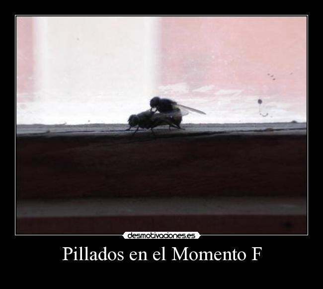 Pillados en el Momento F - 