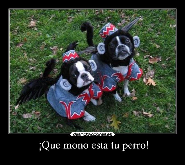 ¡Que mono esta tu perro! -