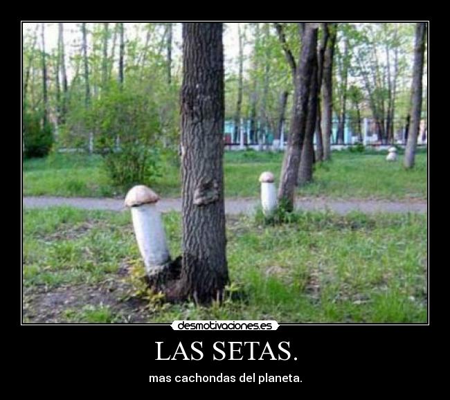 LAS SETAS. - 