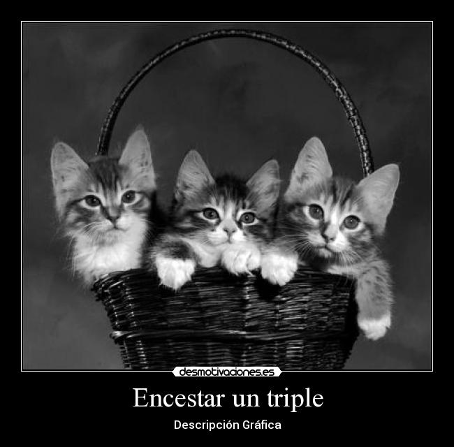 carteles gatostripleencestar desmotivaciones