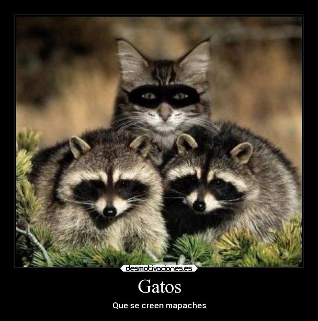 Gatos -