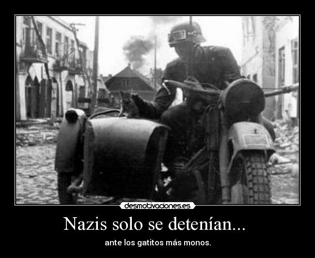 carteles nazis solo detenian ante los gatitos mas monos nikorural desmotivaciones