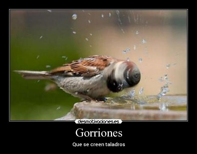 Gorriones - 
