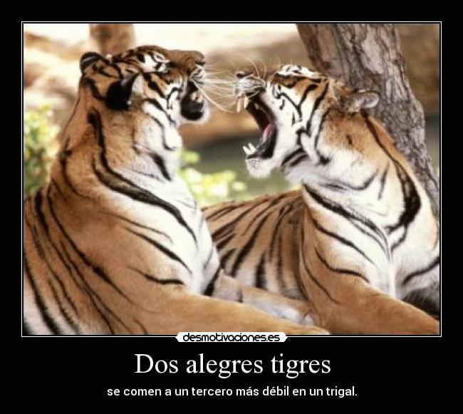 Dos alegres tigres - se comen a un tercero más débil en un trigal.