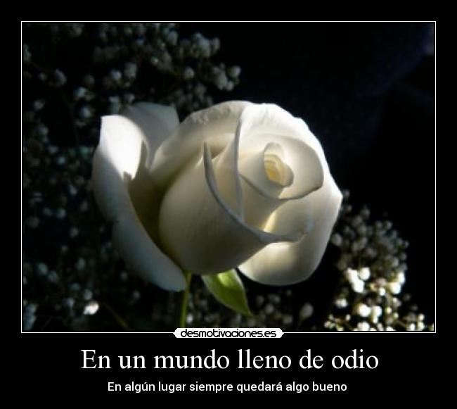 En un mundo lleno de odio - En algún lugar siempre quedará algo bueno 