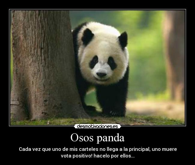 Osos panda -
