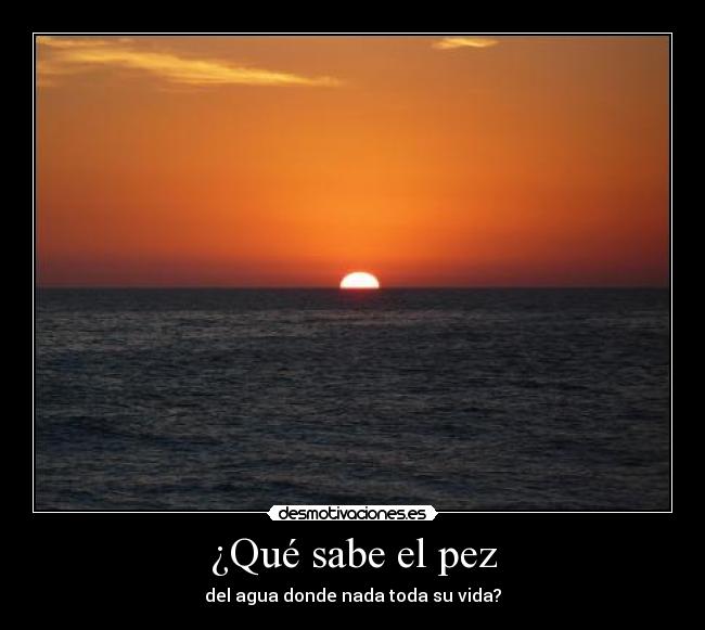 ¿Qué sabe el pez -