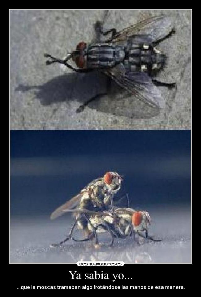 Ya sabia yo... -