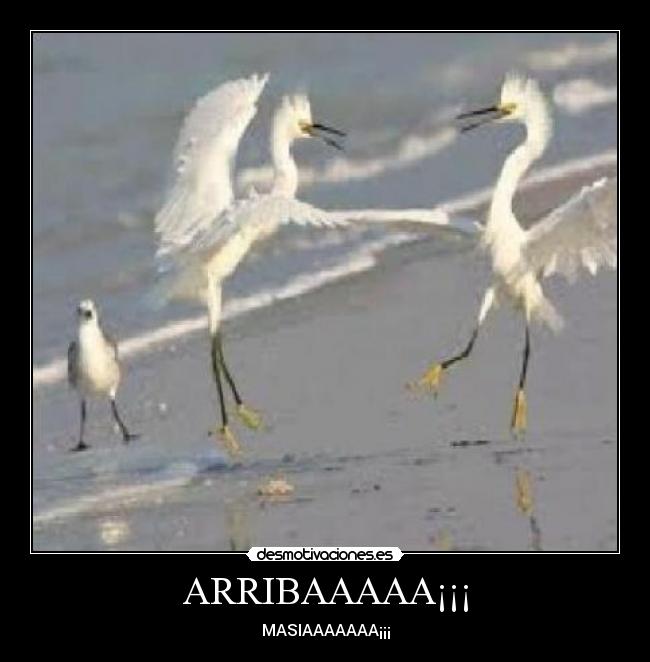 ARRIBAAAAA¡¡¡ - MASIAAAAAAA¡¡¡