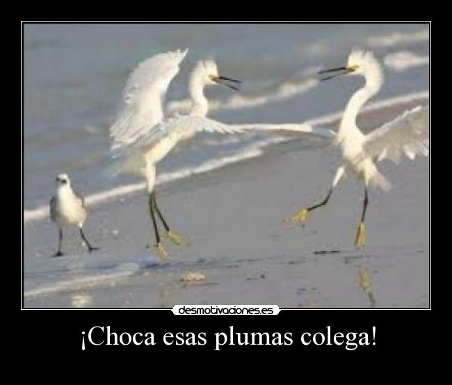 ¡Choca esas plumas colega! - 