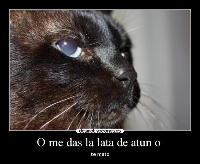 O me das la lata de atun o  - 