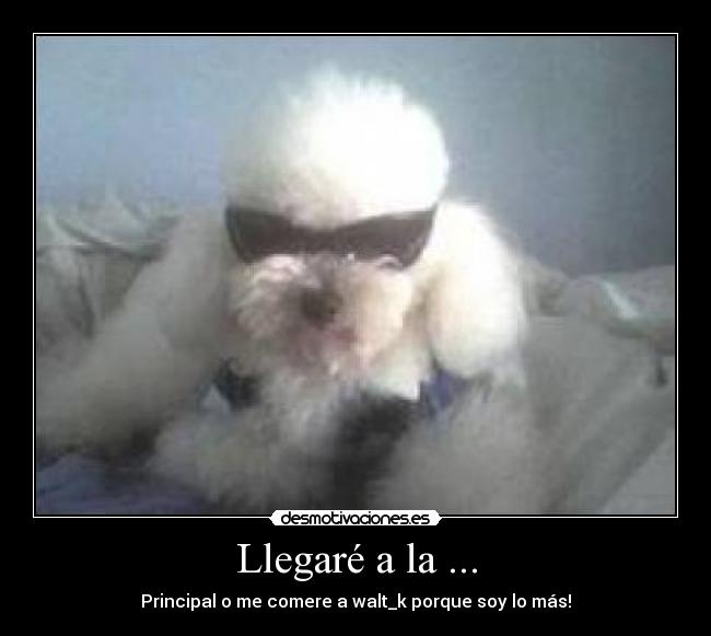 Llegaré a la ... - Principal o me comere a walt_k porque soy lo más!